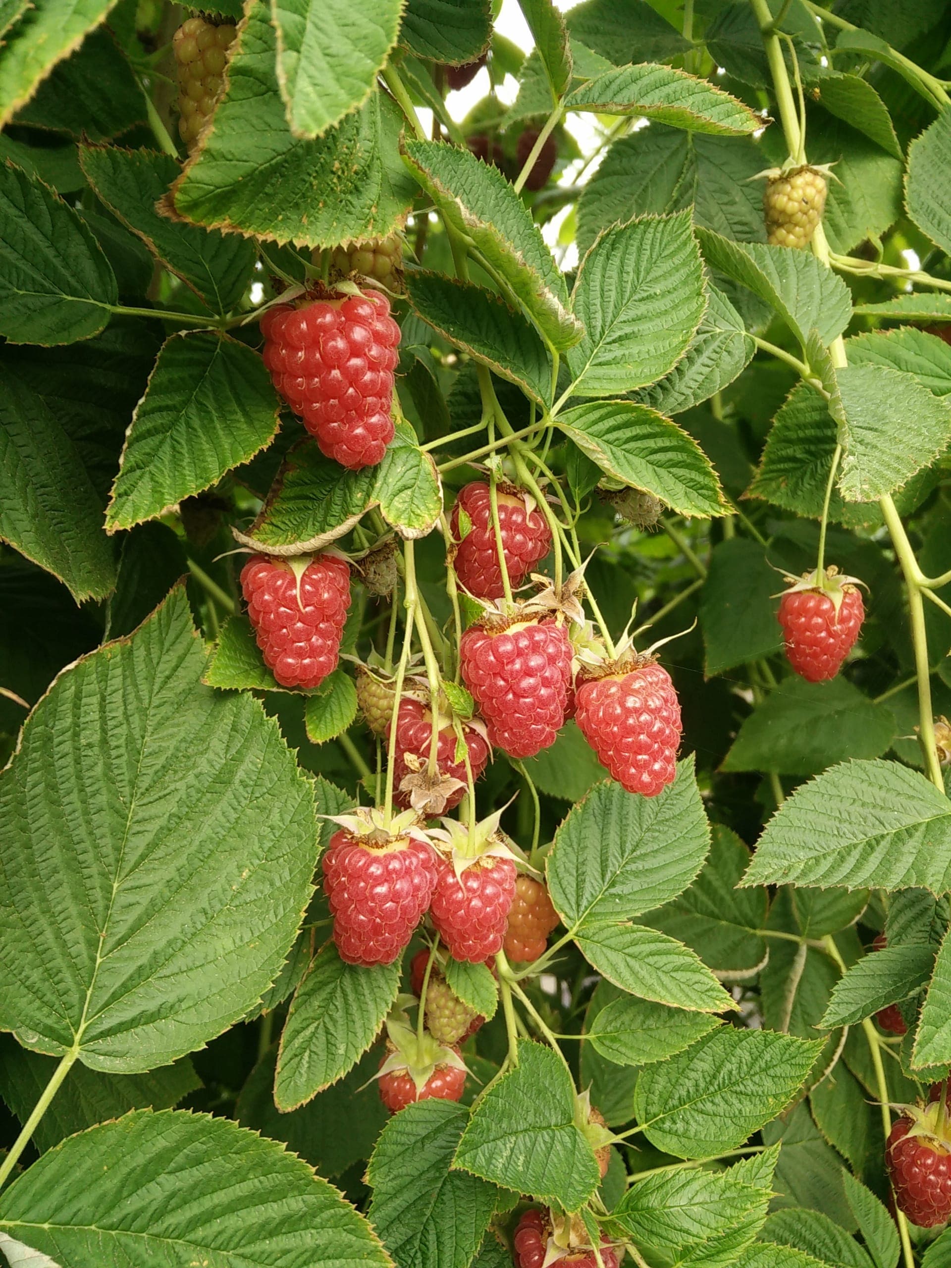 Frische Himbeeren vom Obsthof Scholz-Döbelin in Schwalmtal