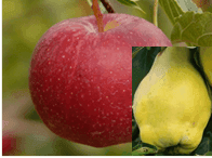 Apfel-Quitten Saft Karton 3L