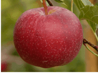 Apfelsaft 3L Karton